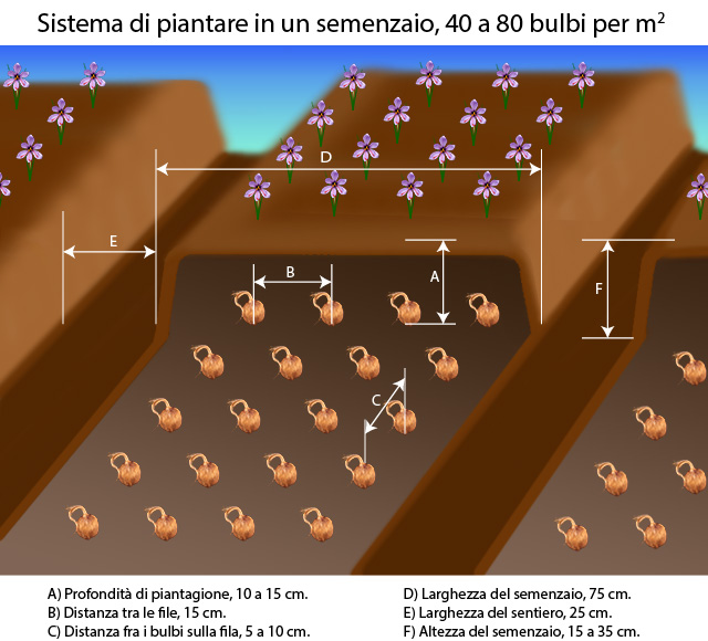 Istruzioni per piantare bulbi di zafferano -sistema di semenzaio-