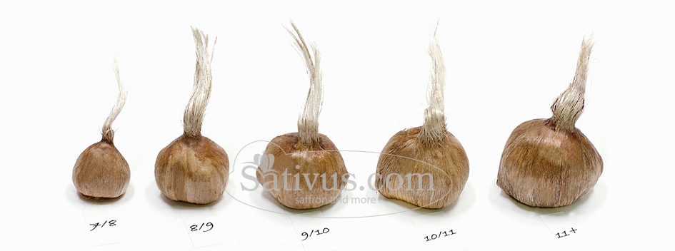 saffron flower seeds