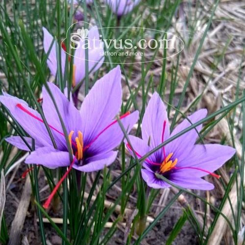 Crocus Sativus calibre 7/8 Crocus Sativus calibre 7/8