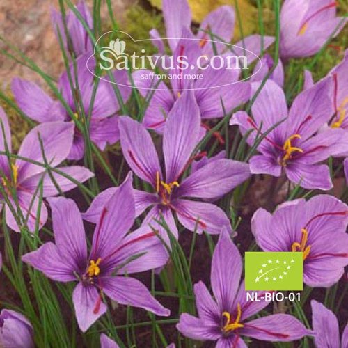 Crocus sativus -BIO- calibre 10/11 Crocus sativus -BIO- calibre 10/11