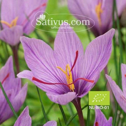 Crocus Sativus -BIO- calibro 9/10 Crocus Sativus -BIO- calibro 9/10
