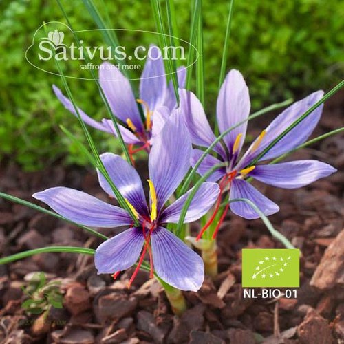 Crocus sativus -BIO- calibre 8/9 Crocus sativus -BIO- calibre 8/9