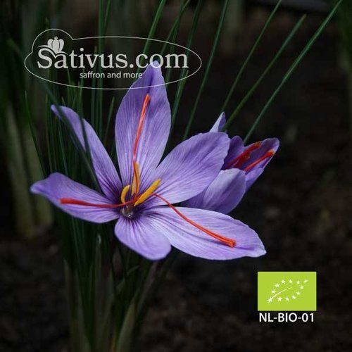 Crocus sativus -BIO- calibre 7/8 Crocus sativus -BIO- calibre 7/8