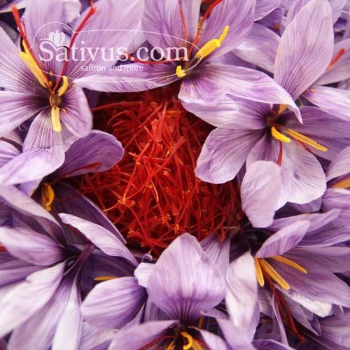 Crocus Sativus calibre 10/11 Crocus Sativus calibre 10/11