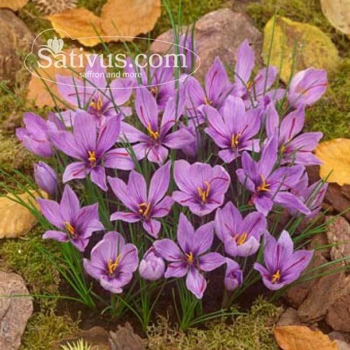 Crocus Sativus calibre 8/9 Crocus Sativus calibre 8/9