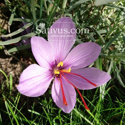 Crocus Sativus calibre 9/10 Crocus Sativus calibre 9/10
