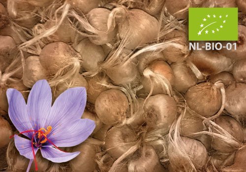 Biologische Knollen Biologische Knollen