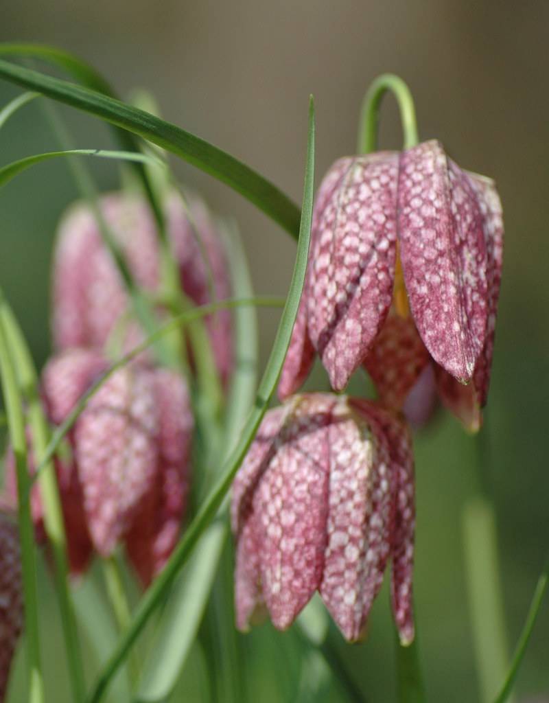 Fritillaria Meleagris (Kievitsbloem) Kopen - De Warande - Sterkebollen.nl