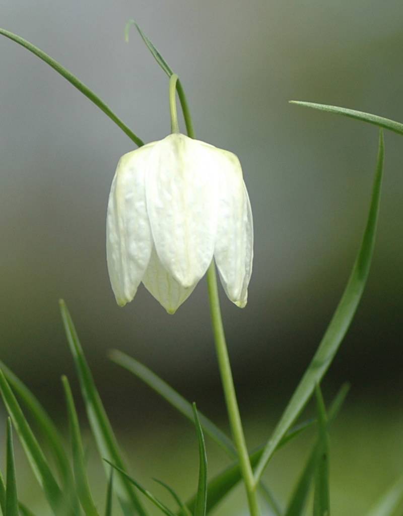 Fritillaria Meleagris 'Alba' (Kievitsbloem) Kopen - De Warande ...