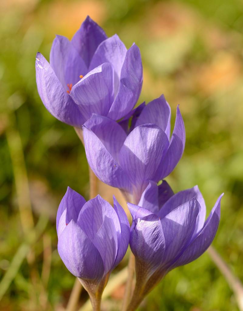 Fabelhafte Pracht Herbst Krokus Bilder