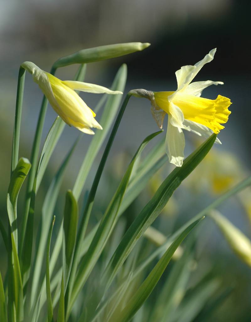 Narcissus pseudonarcissus lobularis (Wilde Narzisse