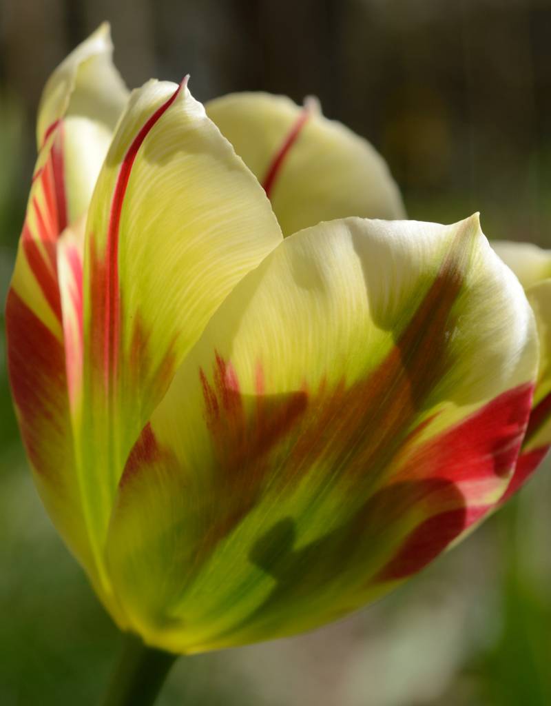 Tulipa 'Flaming Spring Green' kaufen De Warande Starkezwiebeln.de
