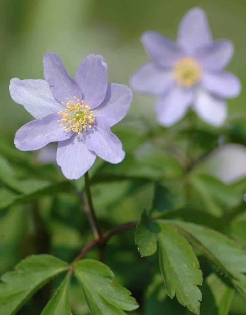 Buy Anemone Nemorosa 'robinsoniana' (wood Anemone) - De Warande 