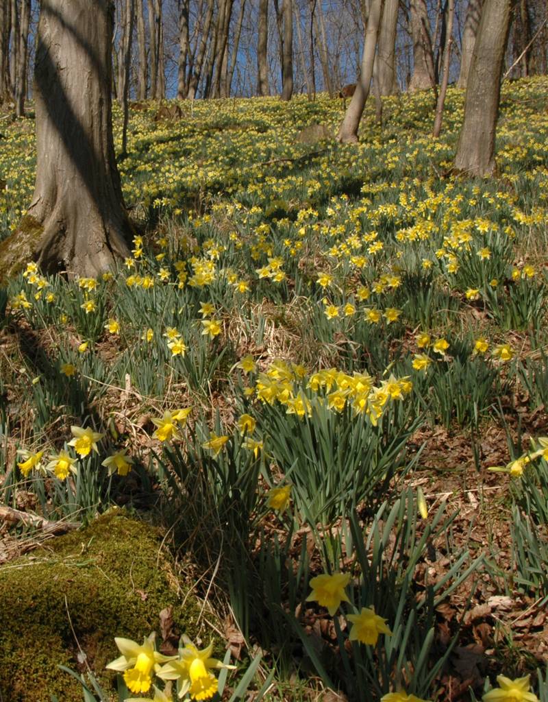 Buy Narcissus pseudonarcissus lobularis (Wild daffodil) - De Warande ...