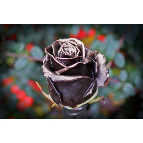 Rozen.nl Choco gold R-384 Rozen.nl Choco gold R-384