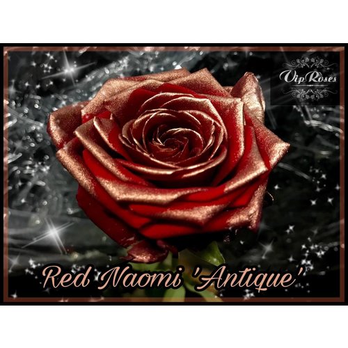 Rozen.nl Red Naomi+ Antique Rozen.nl Red Naomi+ Antique