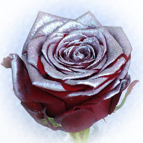 Rozen.nl Red Naomi+ glitter silver Rozen.nl Red Naomi+ glitter silver