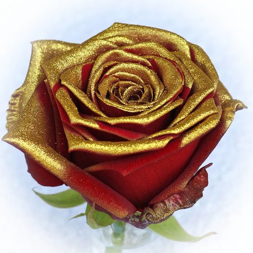 Rozen.nl Red Naomi+ glitter gold Rozen.nl Red Naomi+ glitter gold
