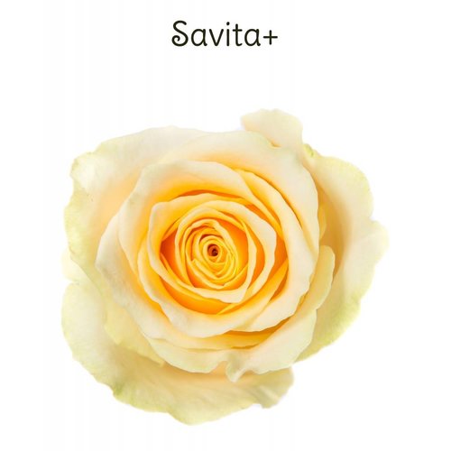 Rozen.nl Savita+ Rozen.nl Savita+