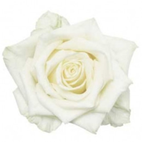 Rozen.nl 60 White Naomi Rozen.nl 60 White Naomi