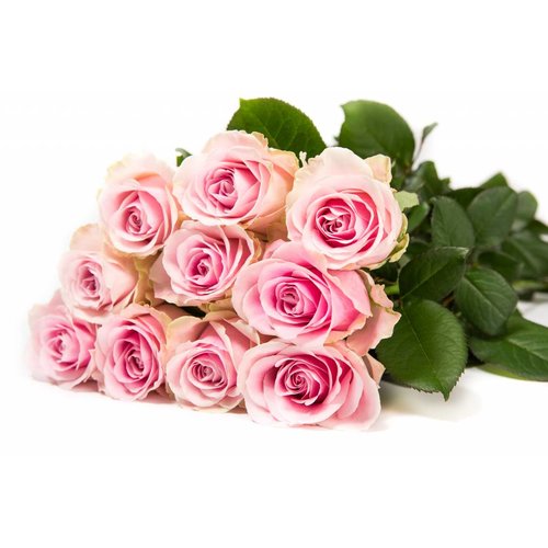 Rozen.nl 100 Pink Avalanche+ Rozen.nl 100 Pink Avalanche+
