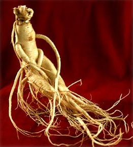 ginseng