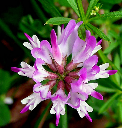 astragalus