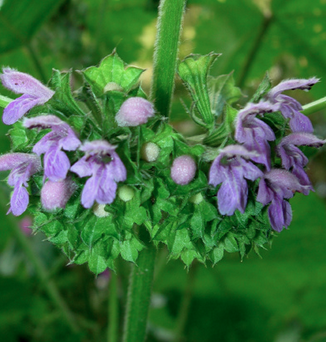 ballota nigra