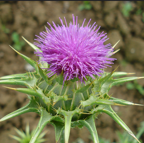 carduus marianus