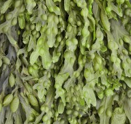 chlorella