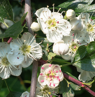 crataegus