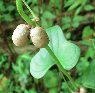 dioscorea