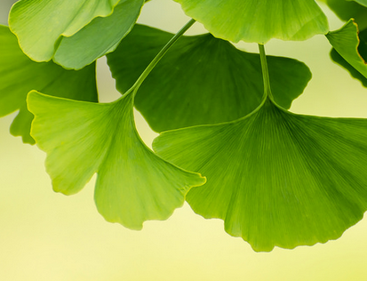 ginkgo
