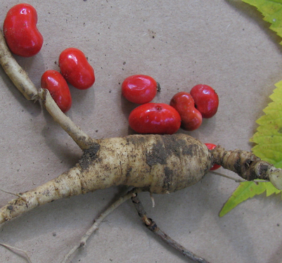 ginseng
