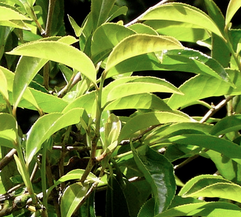 green tea