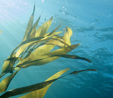 kelp