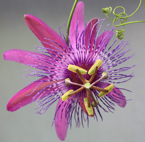 passiflora incarnata