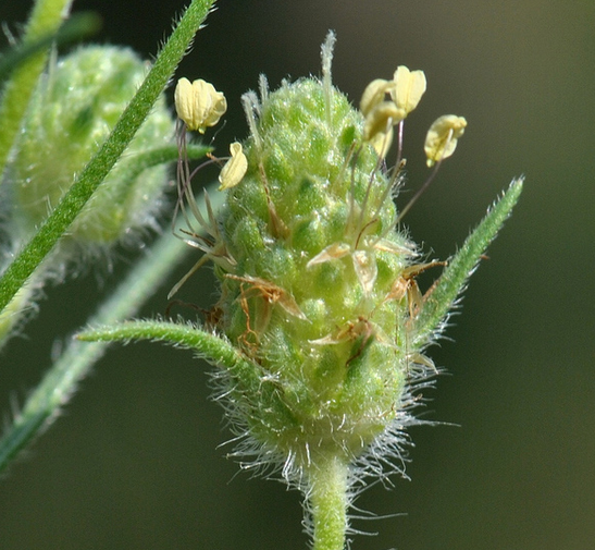 psyllium