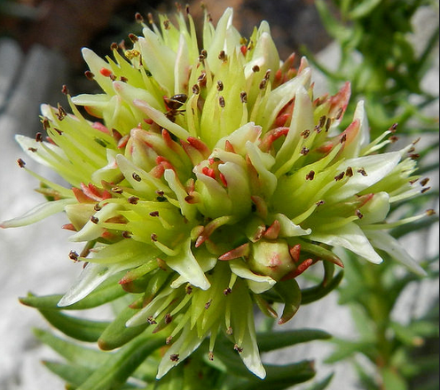 rhodiola