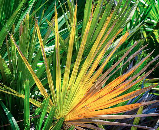 serenoa serrulata