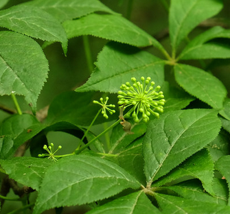 siberische ginseng