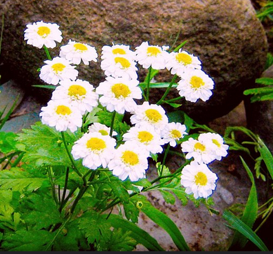 tanacetum