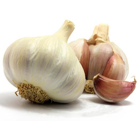 allium sativum