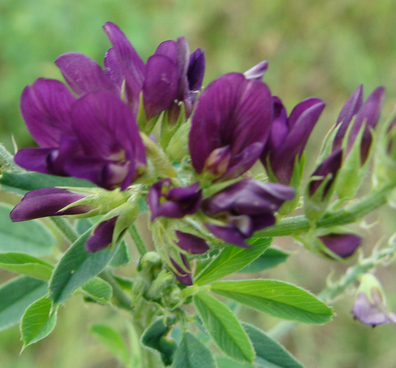 alfalfa chlorofyl