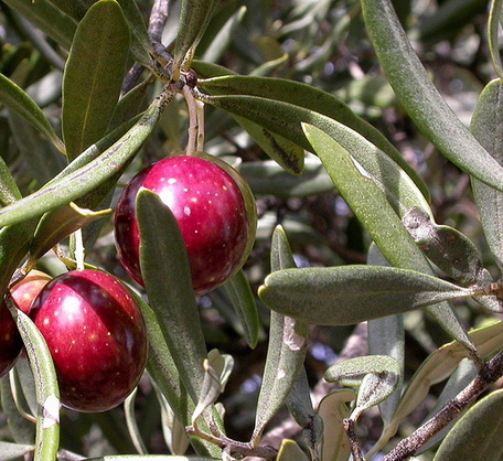 olea europaea