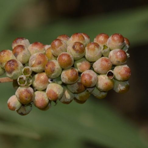 agnus castus