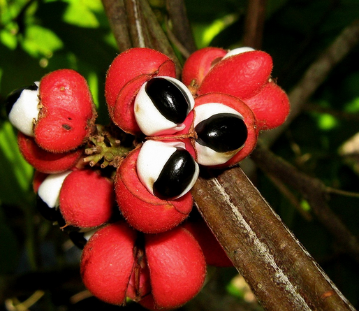 guarana