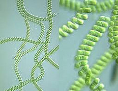 spirulina
