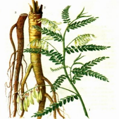 Radix Astragali