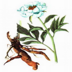 Radix Paeoniae alba